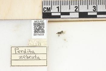 Media type: image;   Entomology 776316 Aspect: Labels